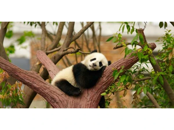 6 Days Chengdu to Jiuzhaigou Tour