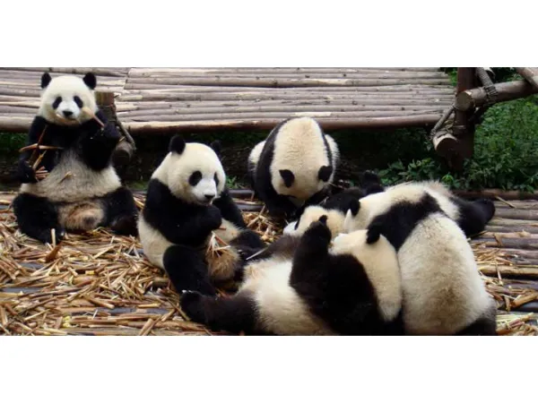 5 Days Chengdu to Chongqing Highlights Tour