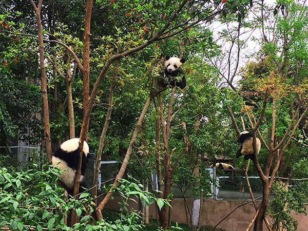 6 Days Sichuan Tour to Leshan & Mt. Emei