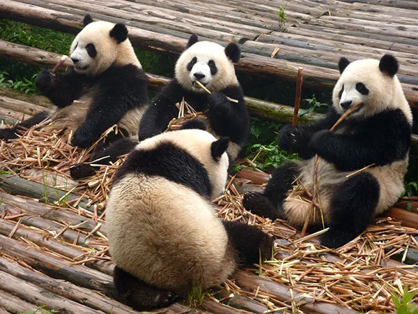 4 Days Chengdu, Dujiangyan and Mt. Qingcheng Tour