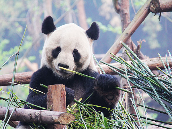 4 Days Best Chengdu Tour