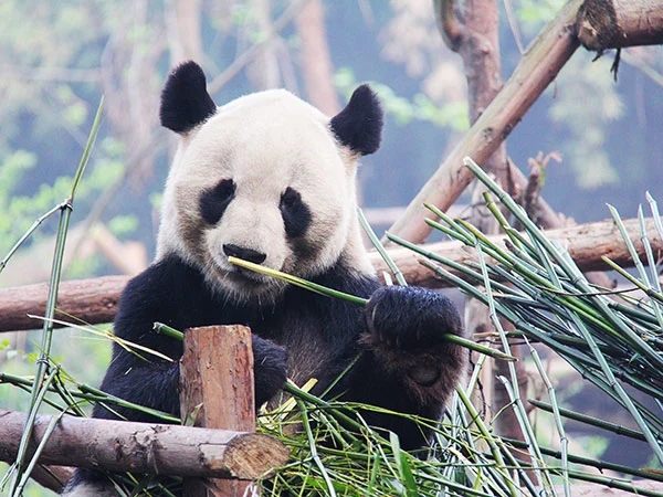 4 Days Best Chengdu Tour