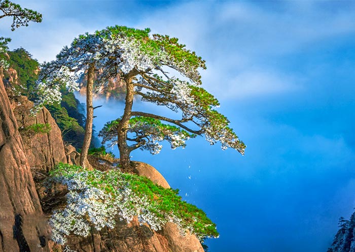 6 Days Shanghai Modernity & Yellow Mountain Nature Essence