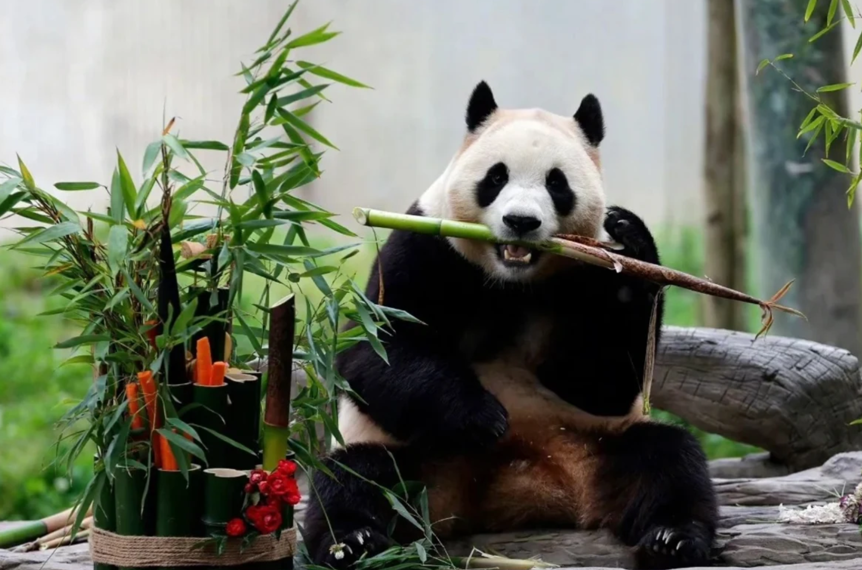 6D5N Chengdu: Dagu Glacier & Mt. Siguniang Premium Tour