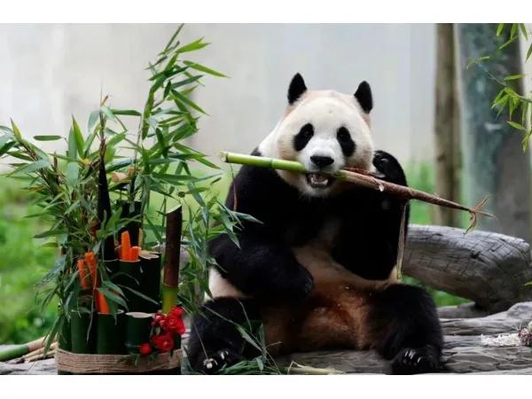 6D5N Chengdu: Dagu Glacier & Mt. Siguniang Premium Tour