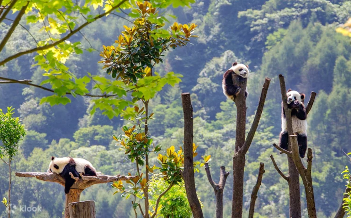 6D5N Chengdu: Dagu Glacier & Mt. Siguniang Premium Tour