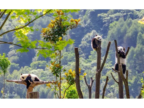 6D5N Chengdu & Jiuzhaigou Muslim Premium Tour