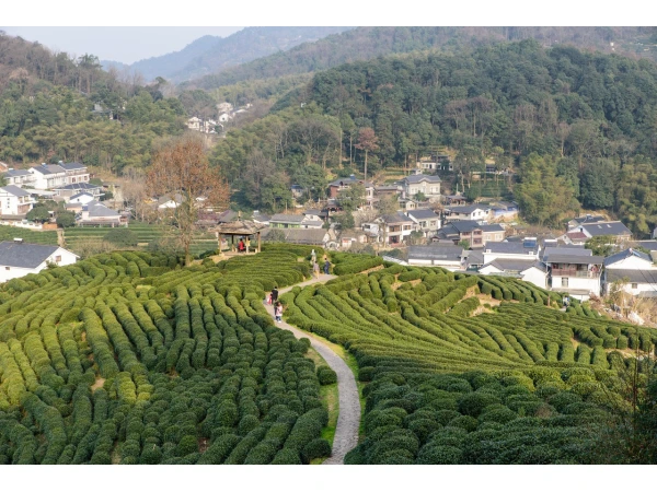 Shanghai + Hangzhou + Wuzhen 6D5N Private Tour Quotation								