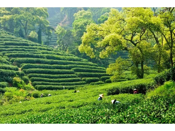  Anhui · Huangshan · Wuyuan  Bespoke Journey  7D6N			